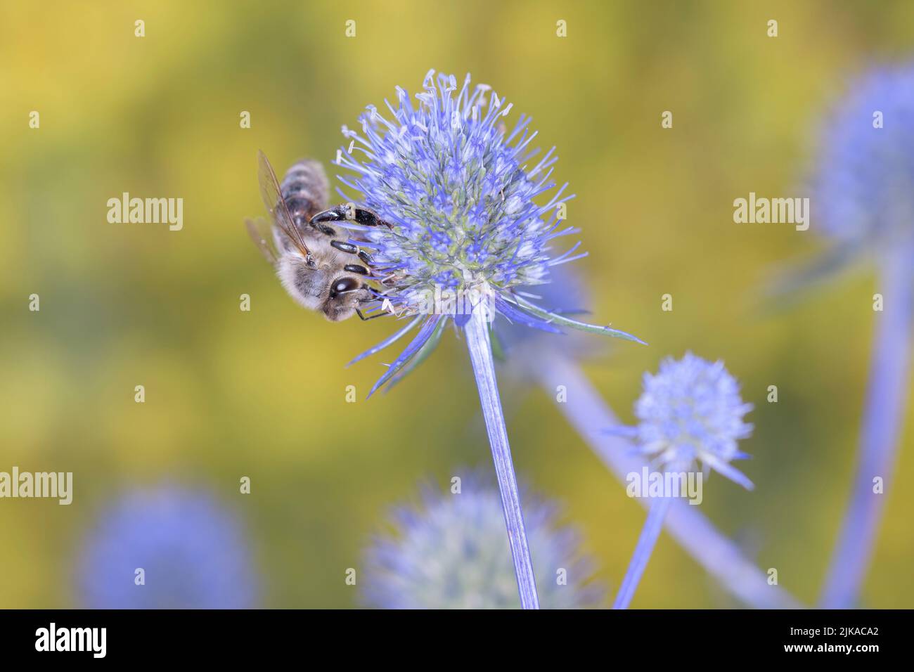 Bee Apis mellifera pollinates a blossom of Eryngium planum, the