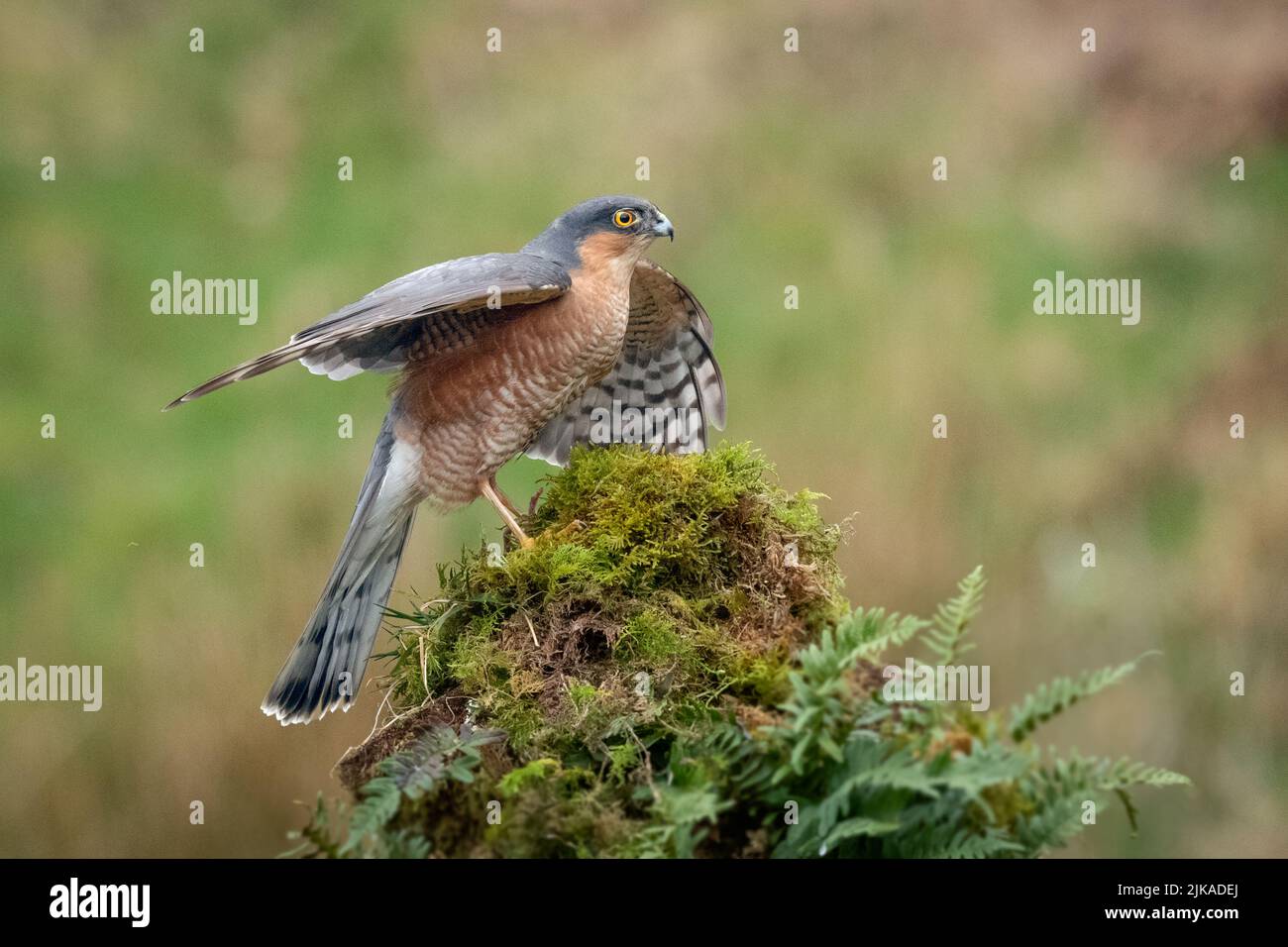 A male sparrowhawk, Accipiter nisus,  landing on an old tree stump. His wings are spread out Stock Photo