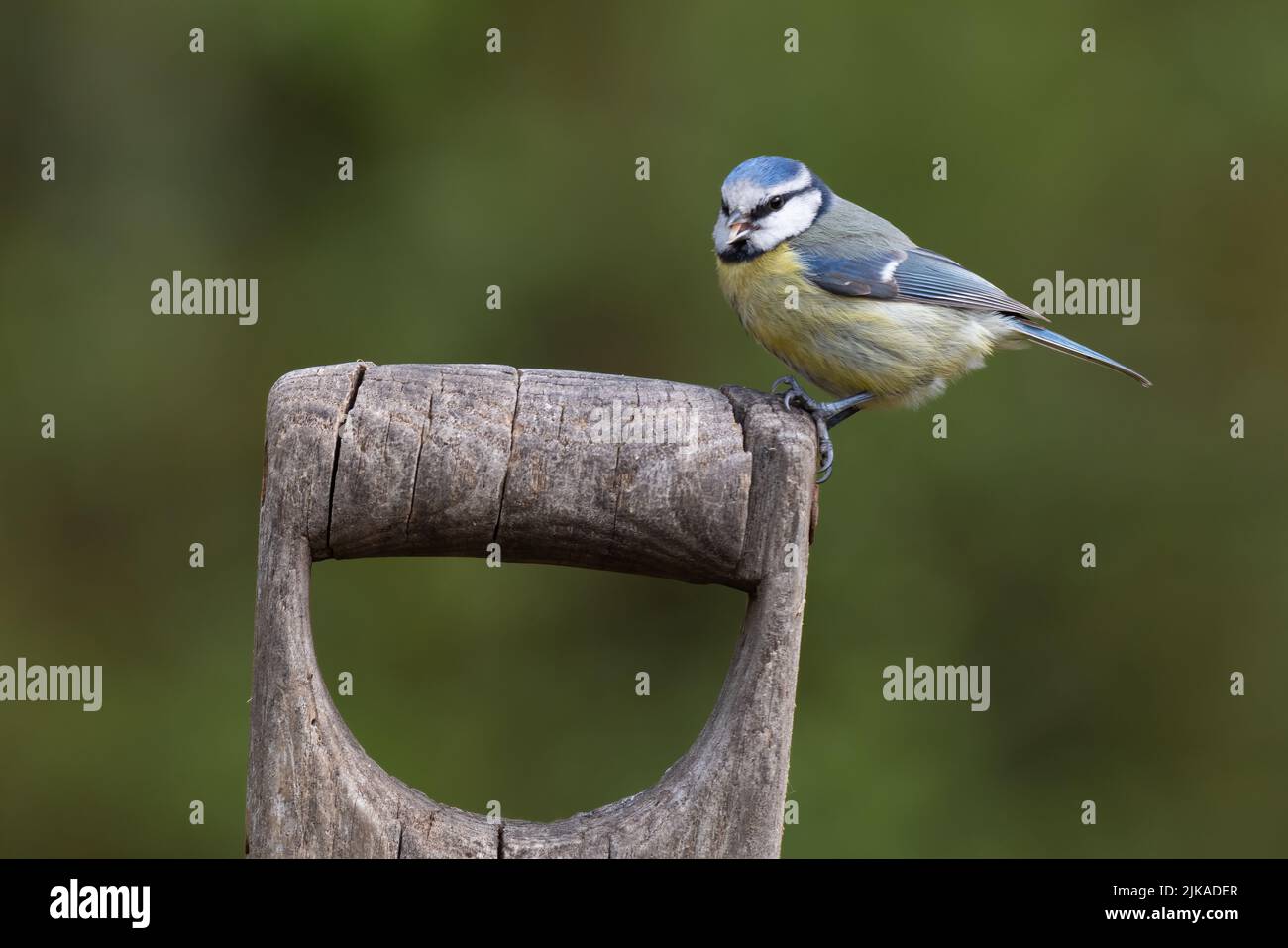 a blue tit, Cyanistes caeruleus, as it is perched on an old wooden garden fork handle. Stock Photo