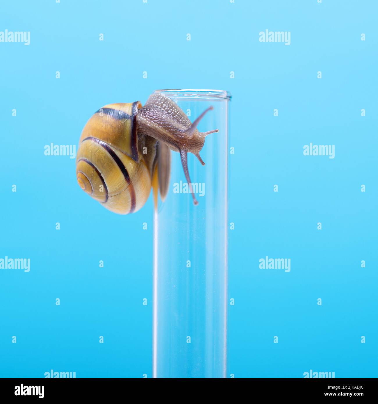 Snail on a chemical test tube on a blue background. Snail mucus, snail
