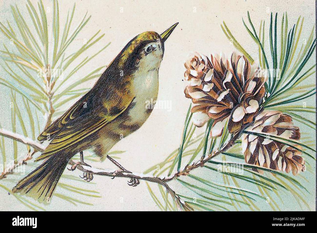 Vintage bird illustration Stock Photo Alamy