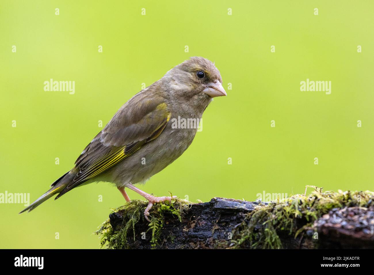 Female Greenfinch [ Chloris chloris ] on mossy stump with clean out of focus background Stock Photo