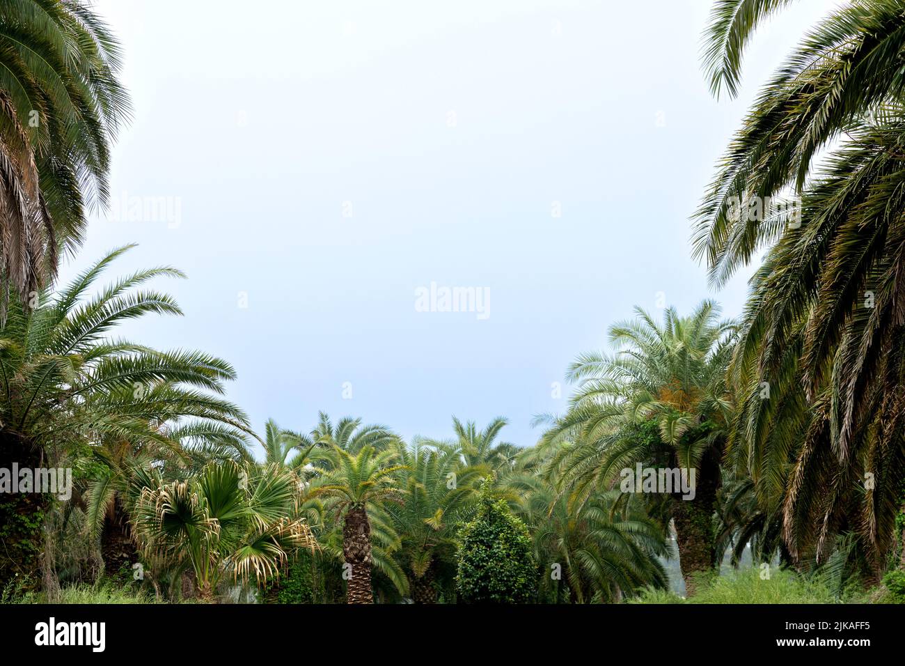 Sangari palm forest in Jeju island of Korea Stock Photo Alamy