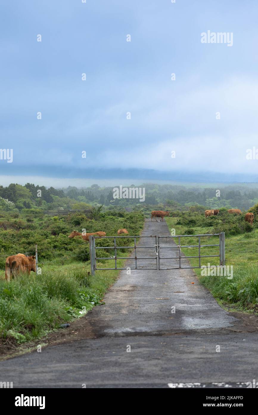 animal cow in Hallasan mountain, Jeju of Korea Stock Photo Alamy