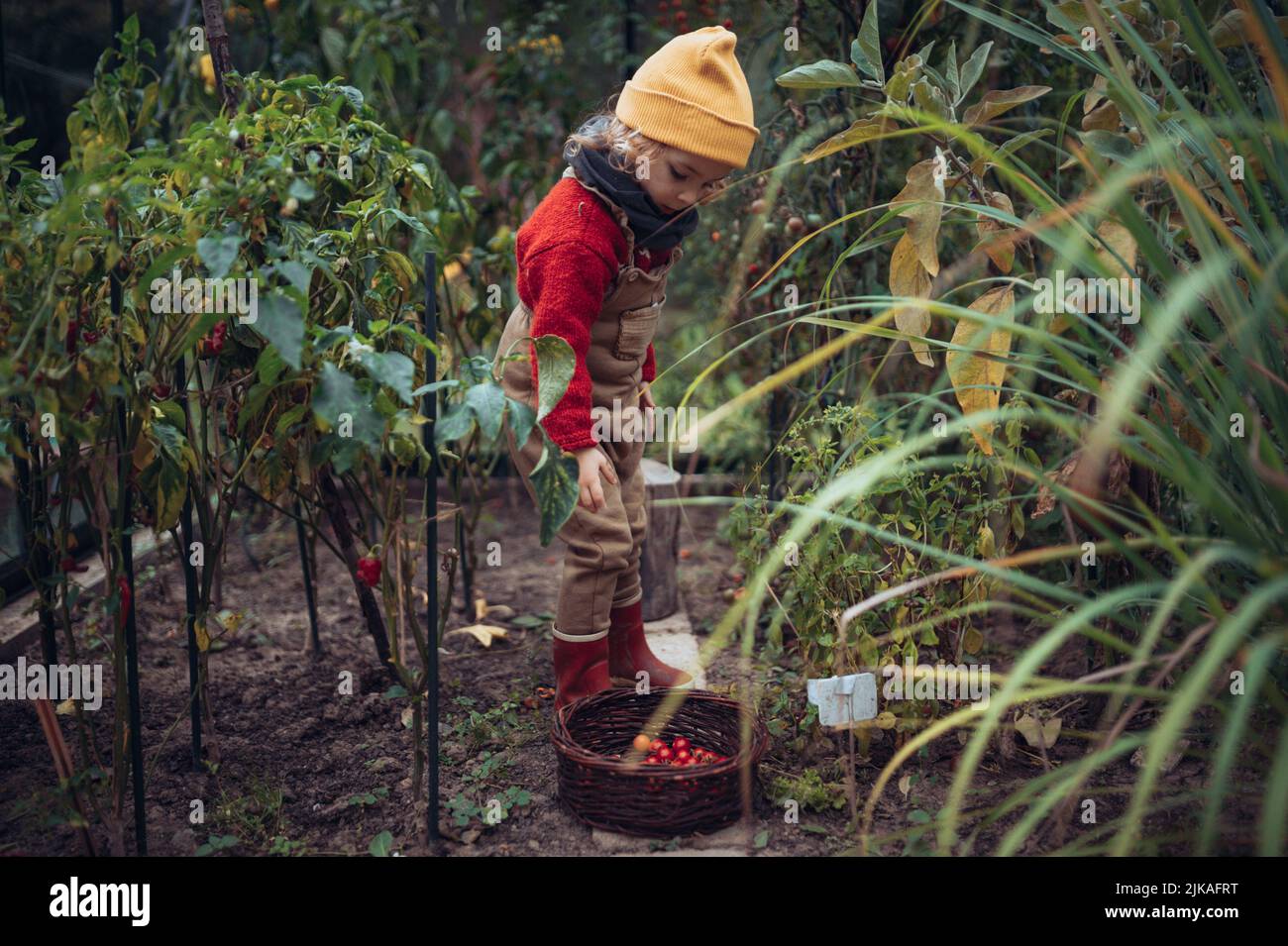 Little girl harvesting bio tomatoes in her basket in family greenhouse. Stock Photo