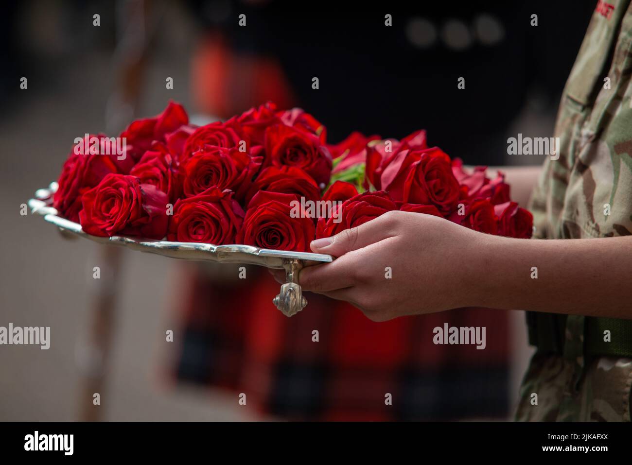 Minden Day Roses Stock Photo