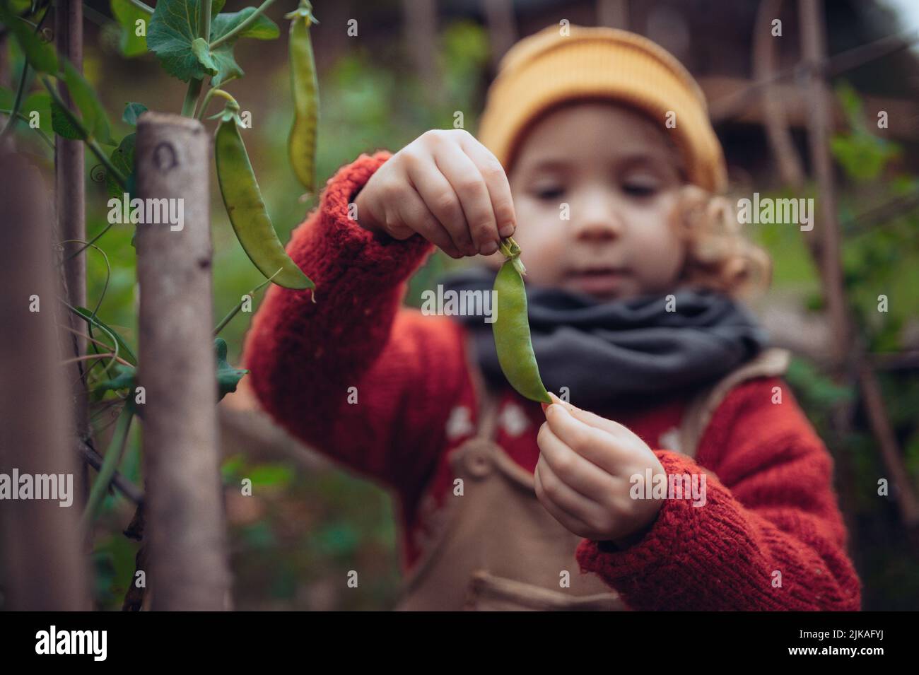 Little girl eating harvested organic peas in eco greenhouse in spring, sustainable lifestyle. Stock Photo