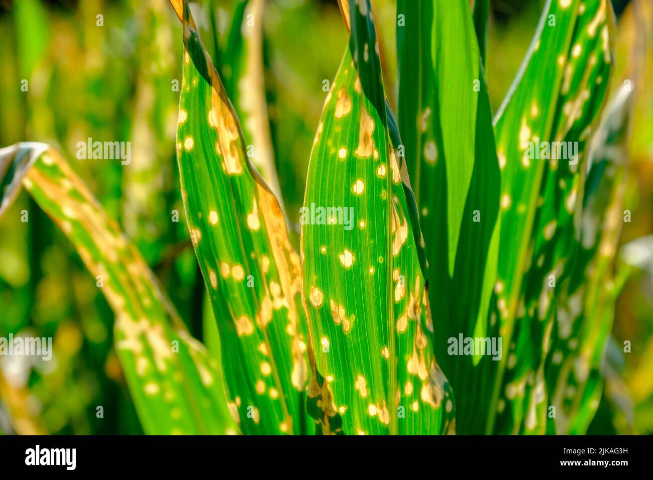 Burned corn leaves on farm Stock Photo Alamy