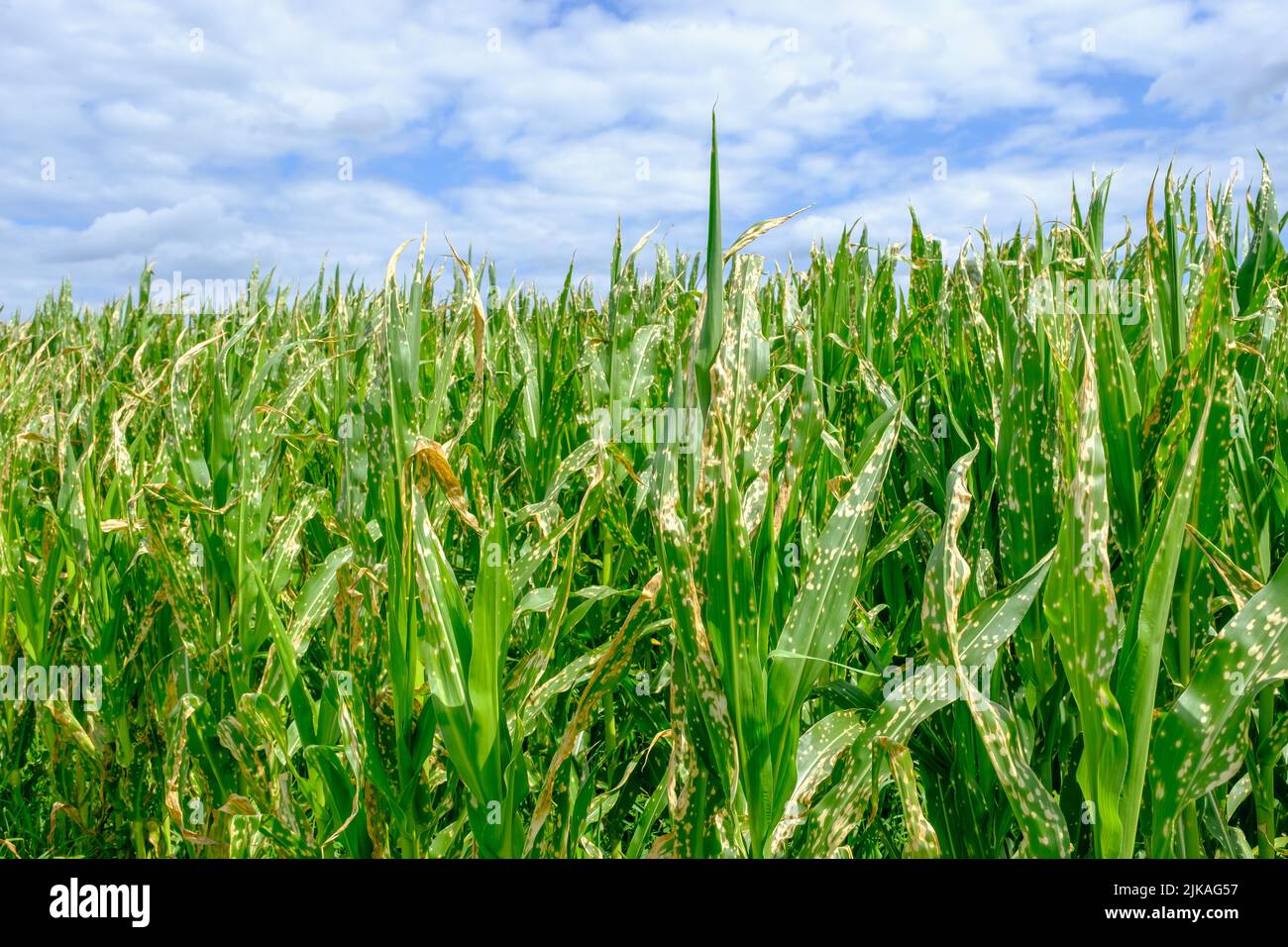 Corn field damaged by herbicide Stock Photo Alamy