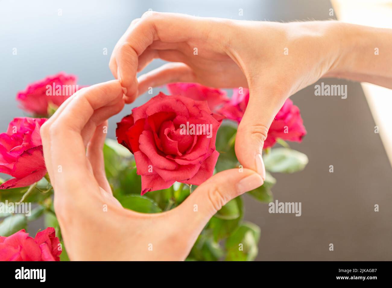Hands showing heart above a rose Stock Photo