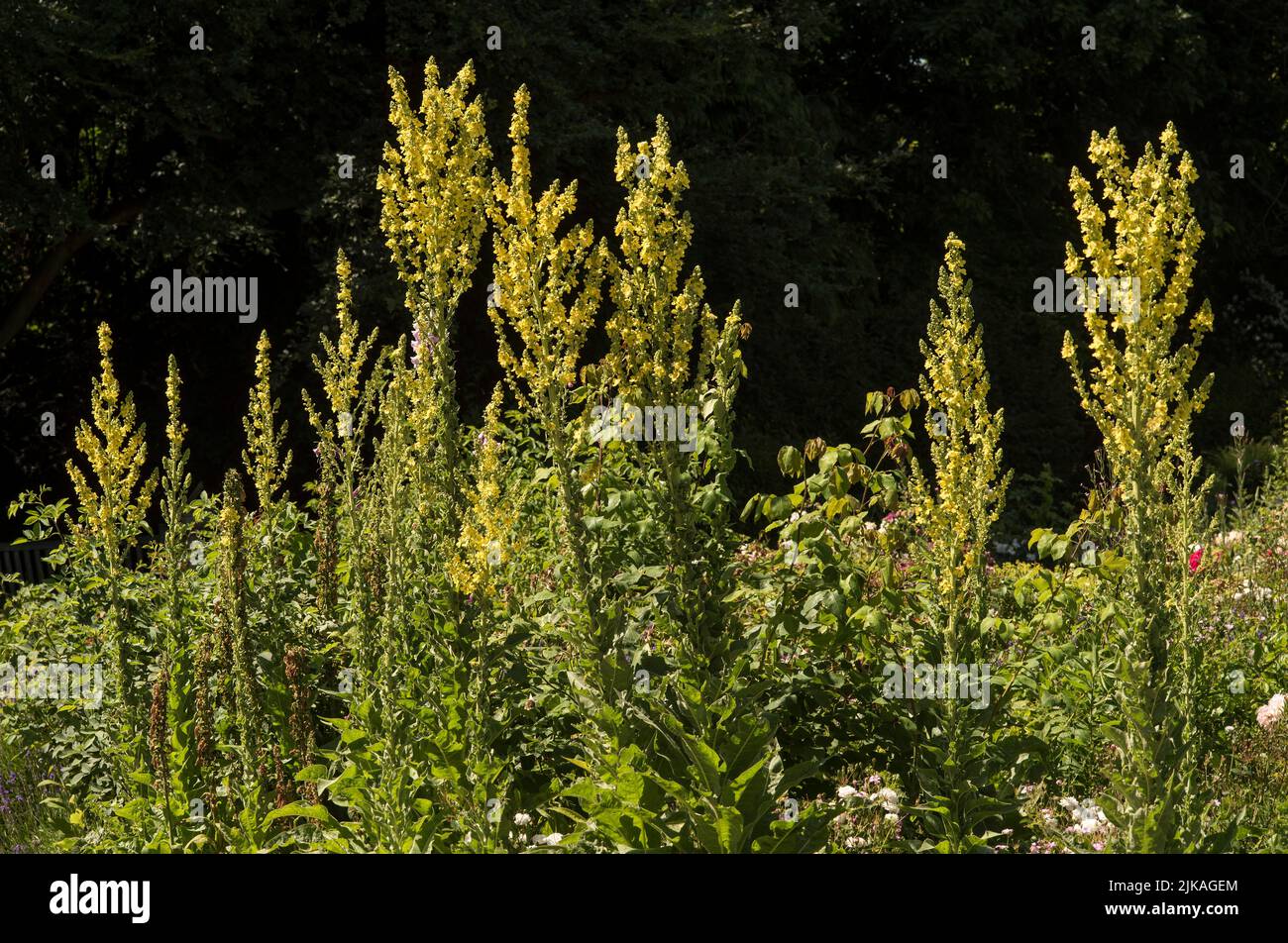 Common Mullein - Verbascum thapsus in the family Scrophulariaceae. Stock Photo