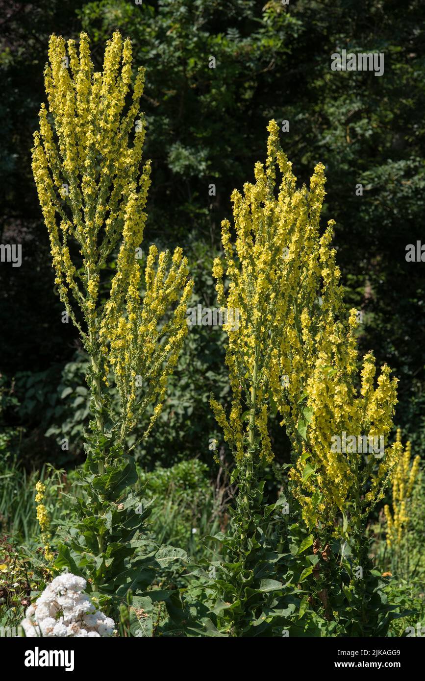 Common Mullein - Verbascum thapsus in the family Scrophulariaceae. Stock Photo