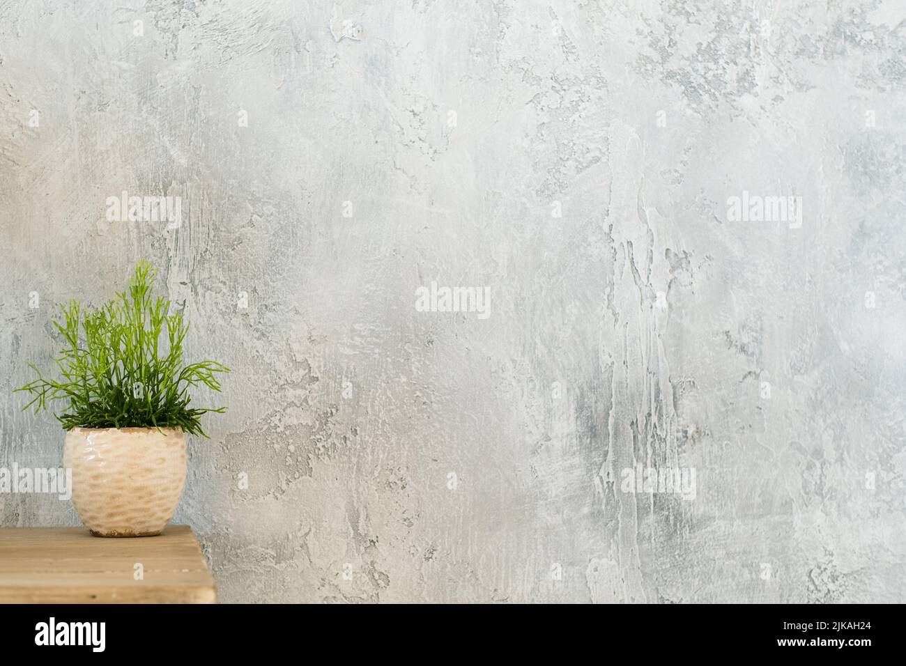 indoor plant decor design houseplant copy space Stock Photo