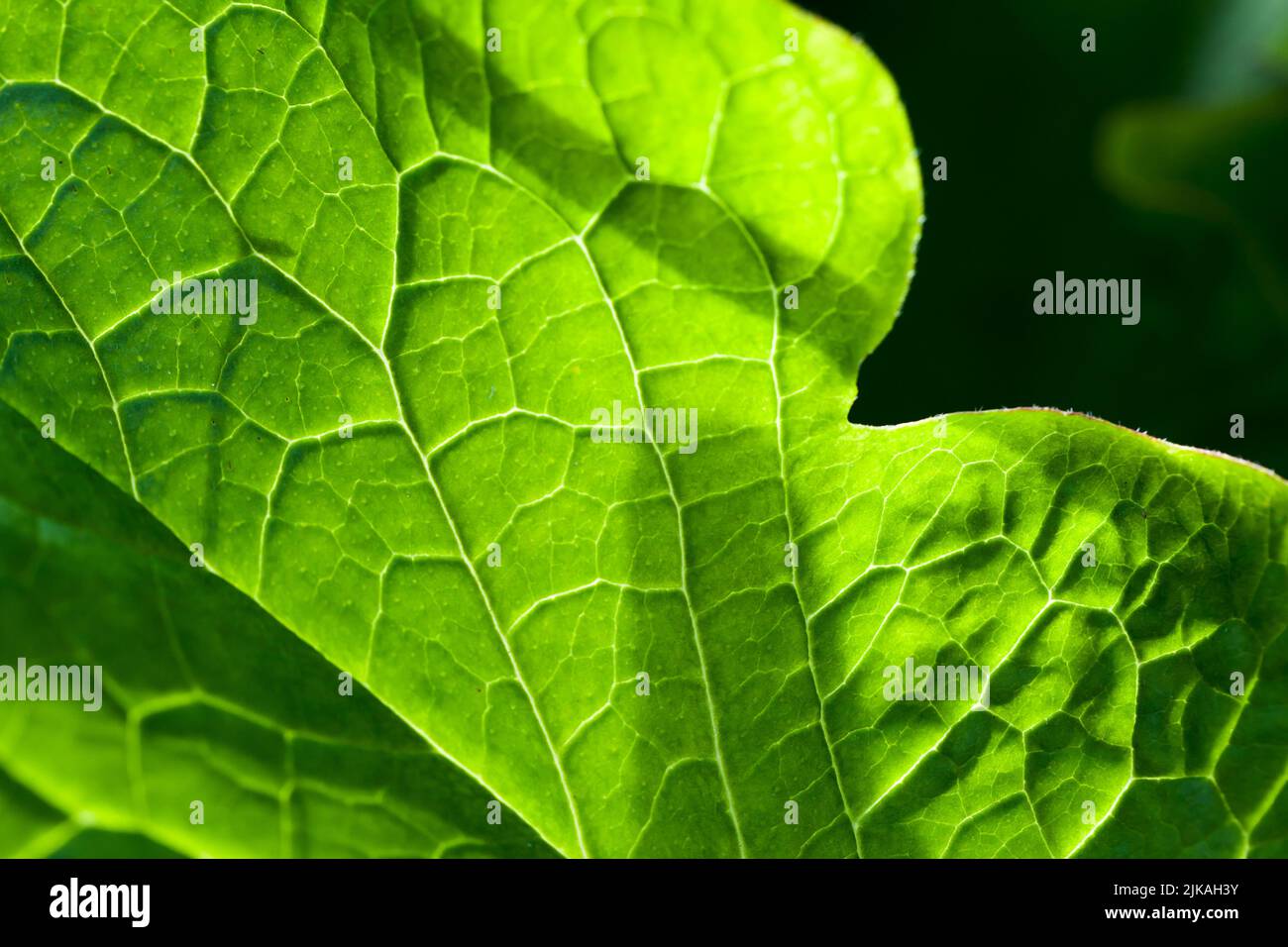 Natural macro photo background with green leaf with veins pattern in a ...