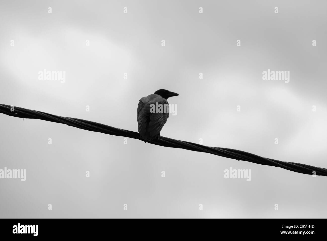 A crow is on a wire under gray cloudy sky, black and white photo Stock Photo