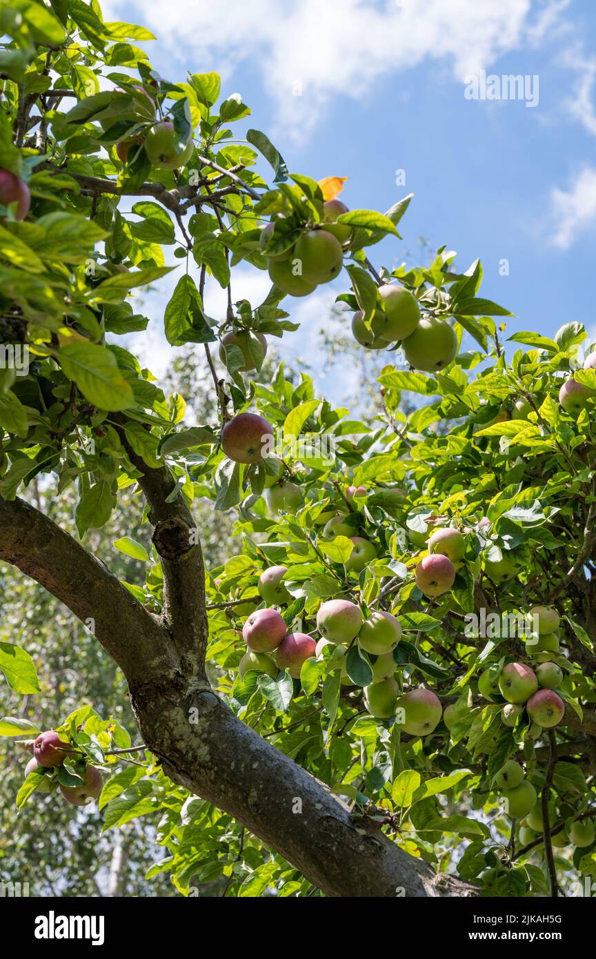 Tydemans Early Worcester apples in early stages of ripening on an old