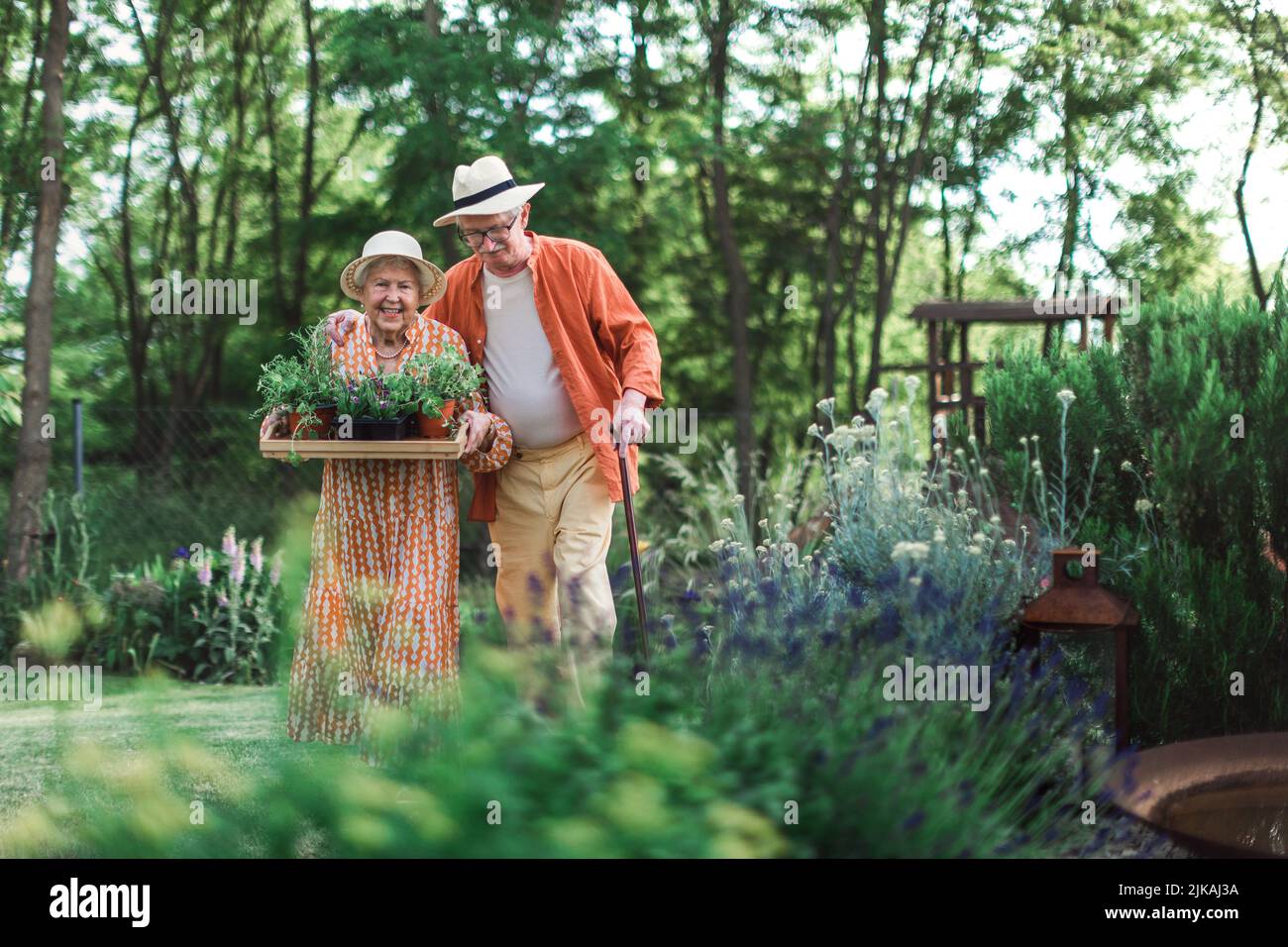 Senior couple harvesting herbs in their garden during summer evening. Stock Photo