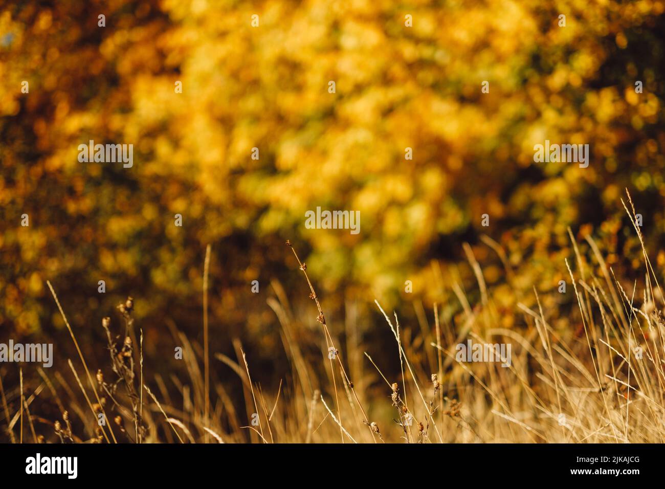 fall landscape golden grass trees background Stock Photo