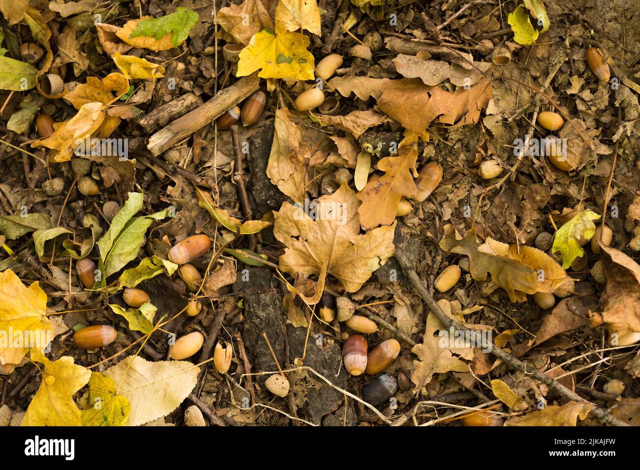 autumn forest leaves acorns oak tree branches Stock Photo