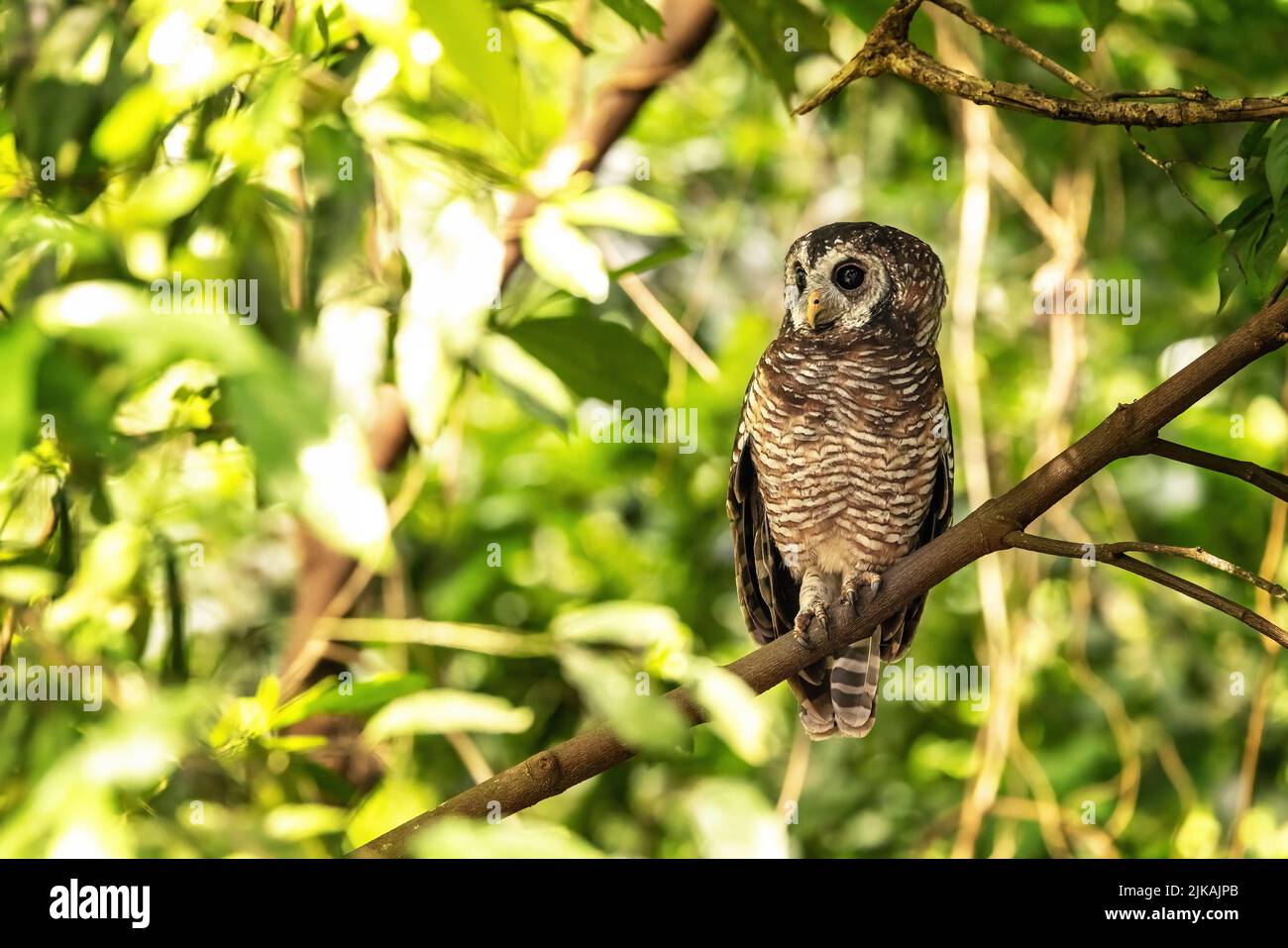 African wood owl, Strix woodfordii nuchalis, perched in a tree, Uganda, Africa. A medium sized bird found in sub-Saharan Africa and also know as a Woo Stock Photo