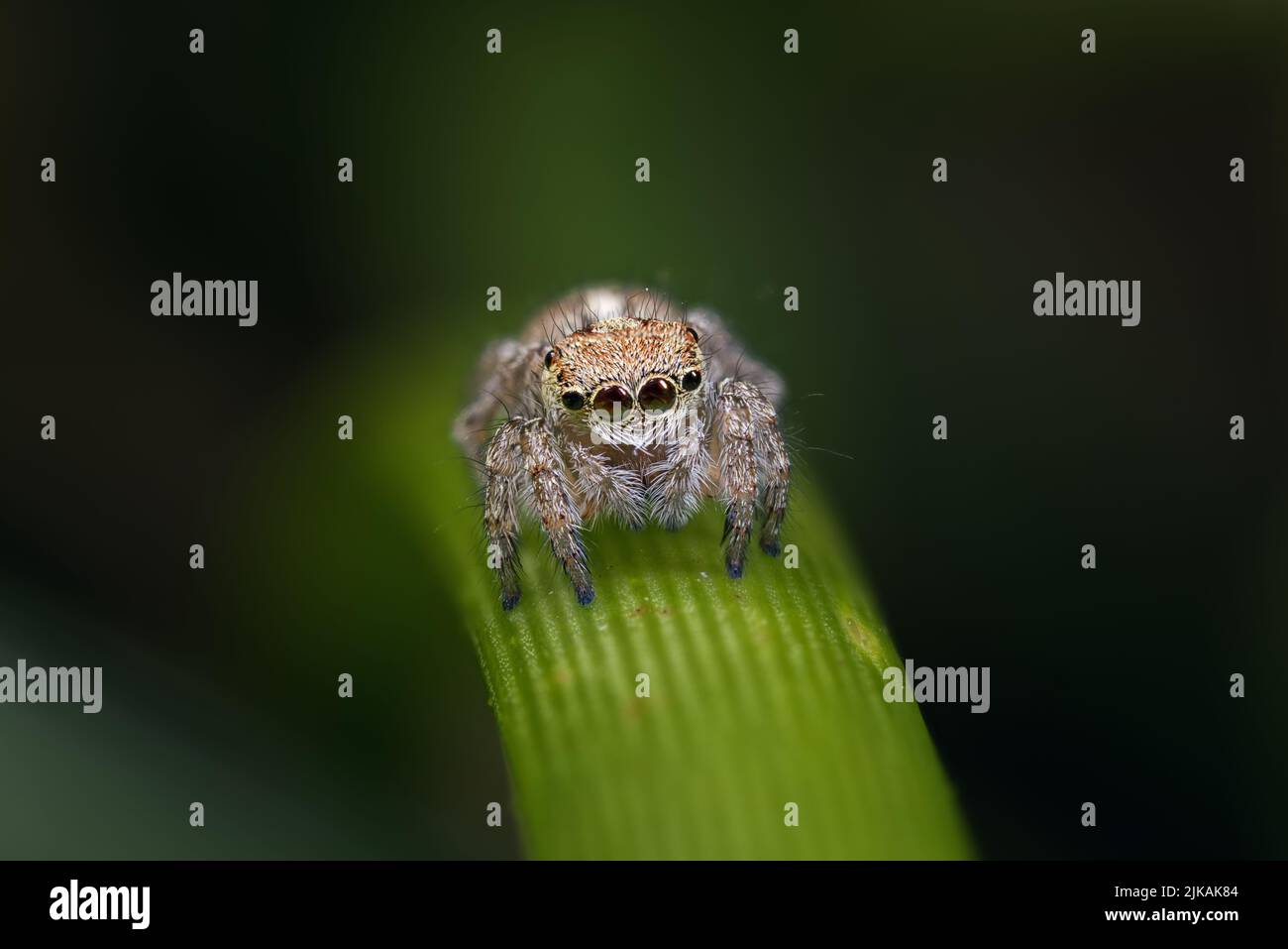 Female peacock spider (Maratus speciosus AKA the Coastal Peacock spider) photographed in the wild. Stock Photo