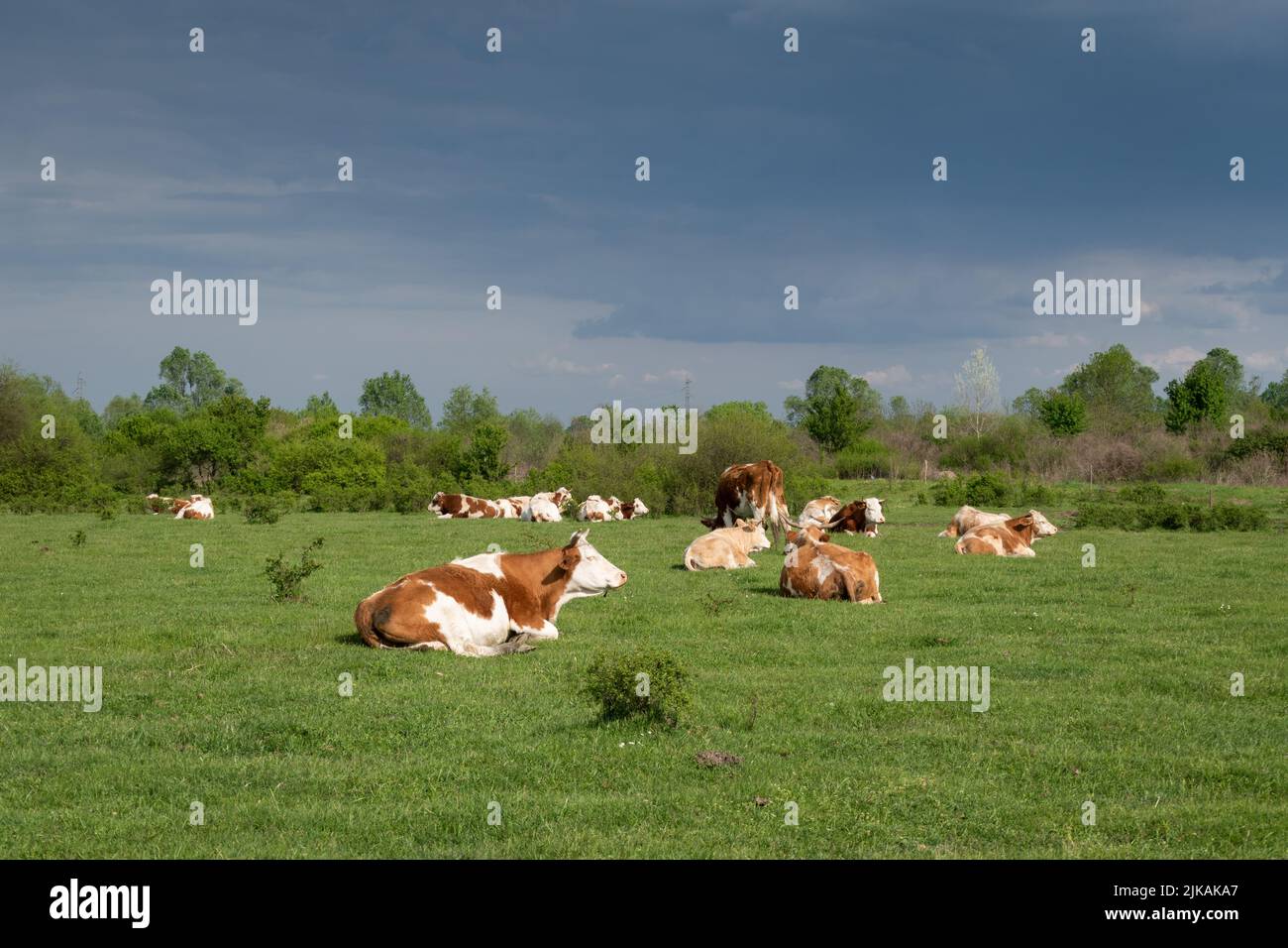 Cow lying down clouds hi-res stock photography and images - Alamy