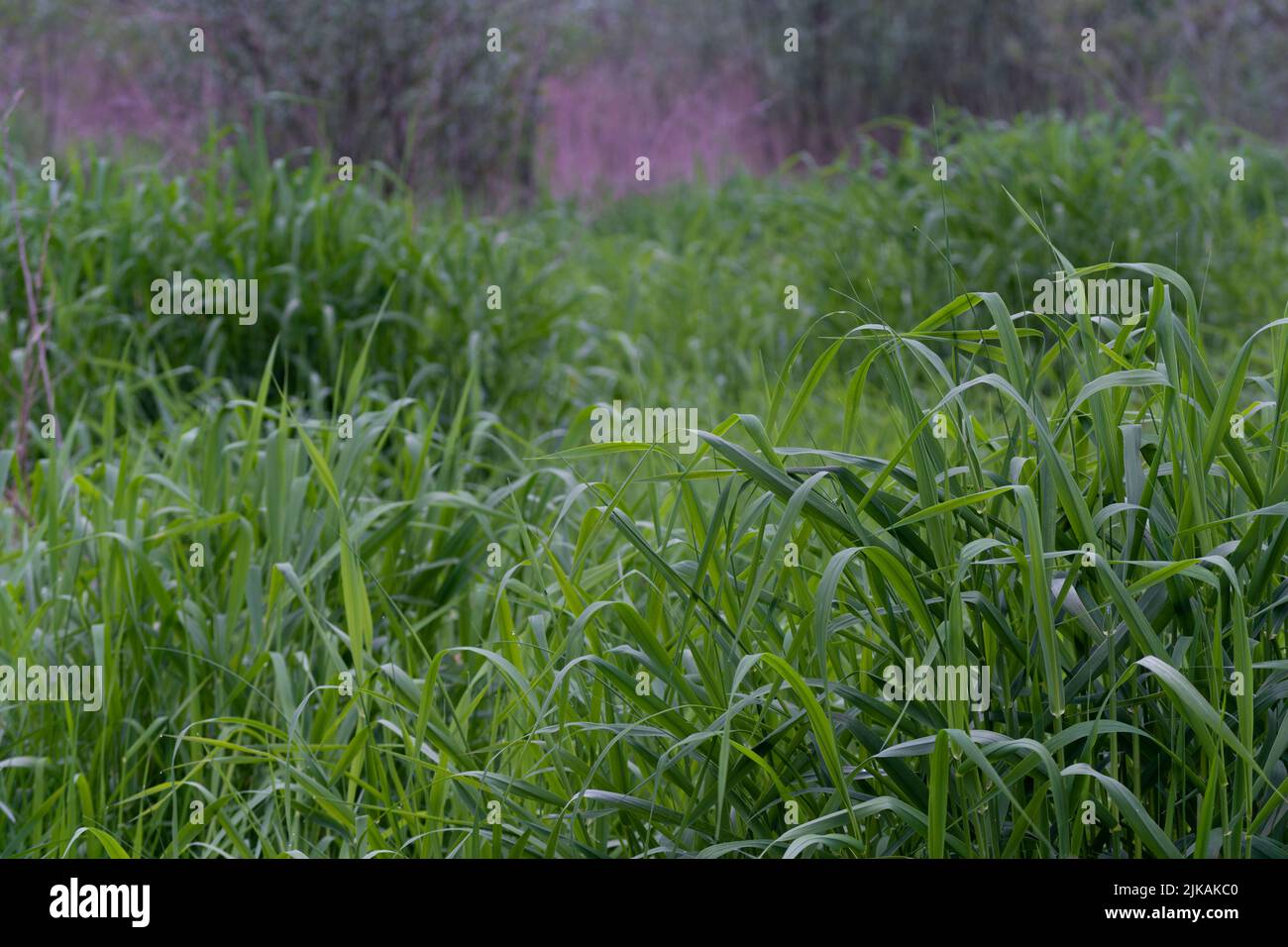 Tuft of grass with bent down grass blades, many grass blades in cluster Stock Photo