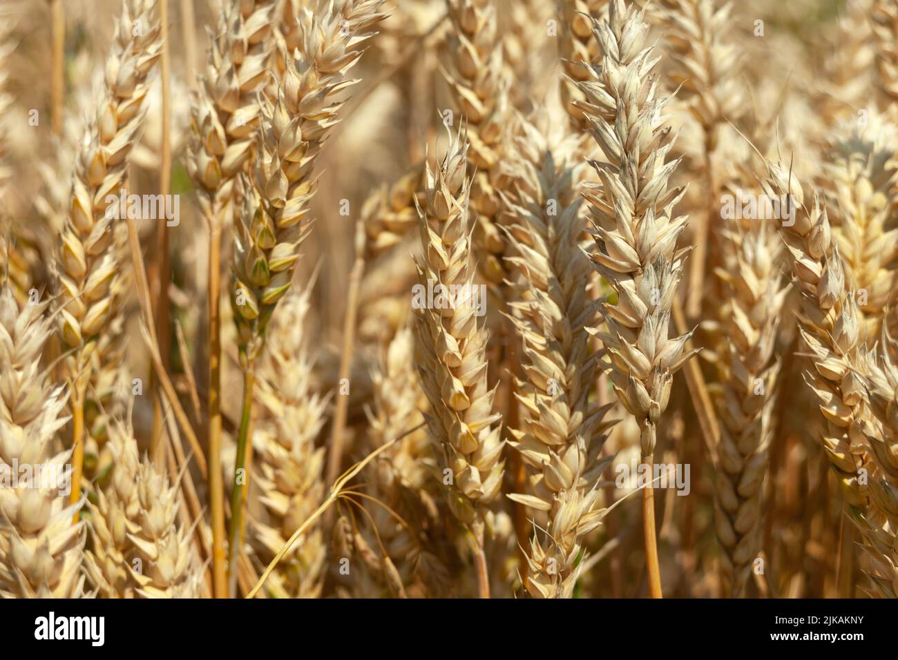 Close-up wheat ears on a sunny day Stock Photo