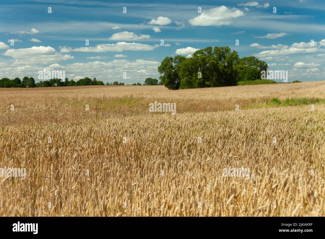Green trees behind a wheat field and a blue sky, summer rural view Stock Photo