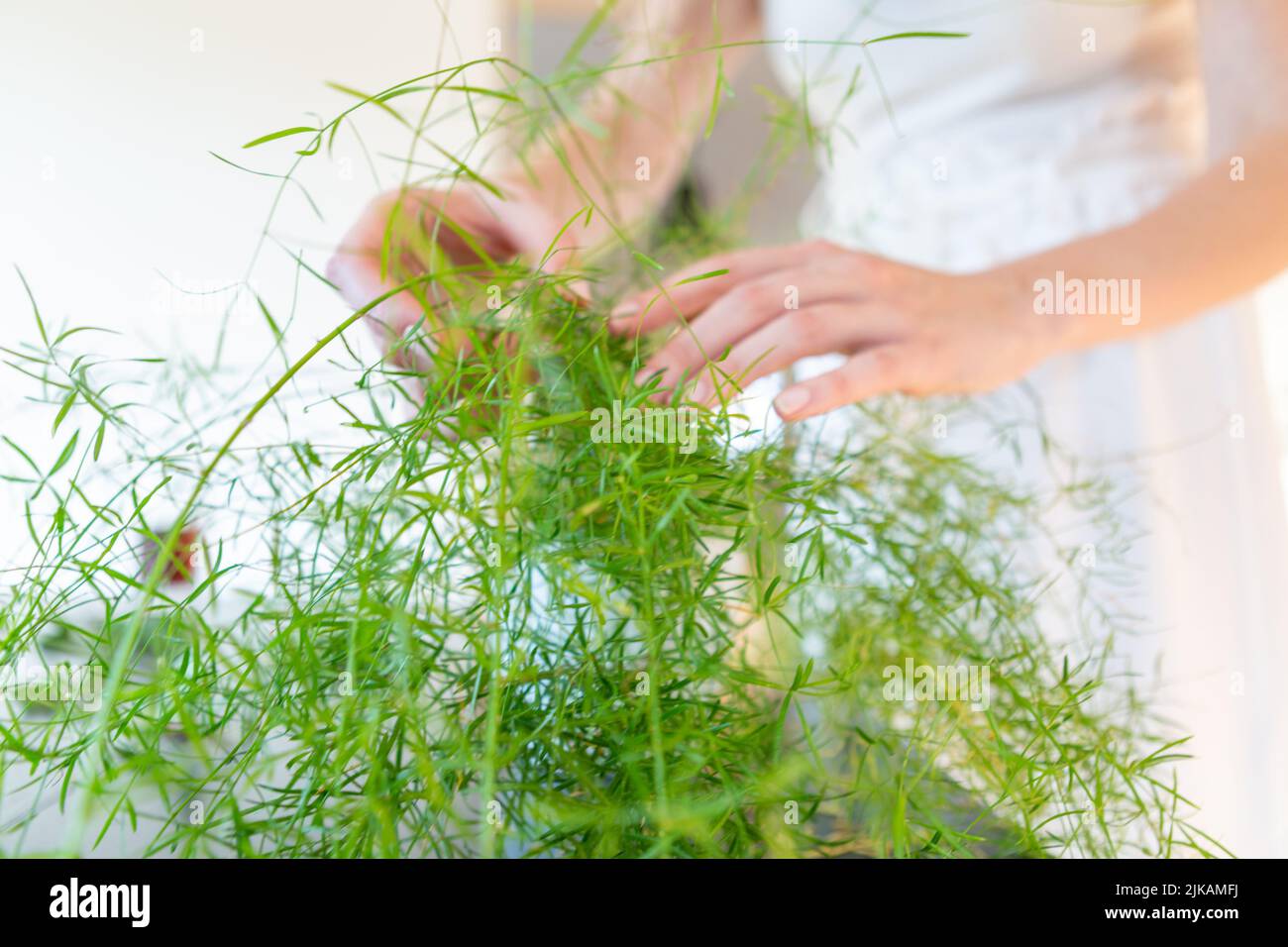 Woman hands touching and caring for the green plant Stock Photo