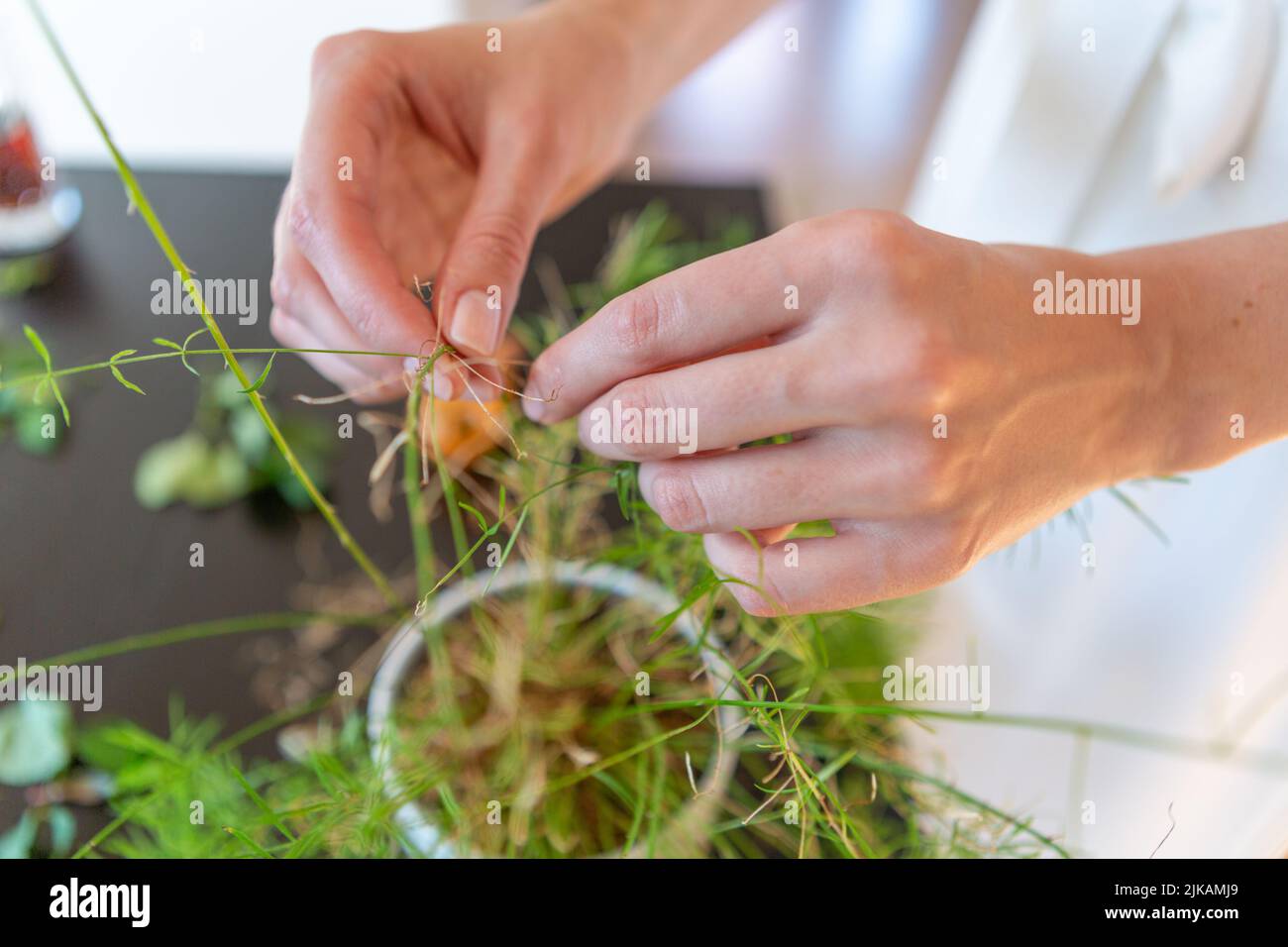 Woman hands planting a green plant at home Stock Photo