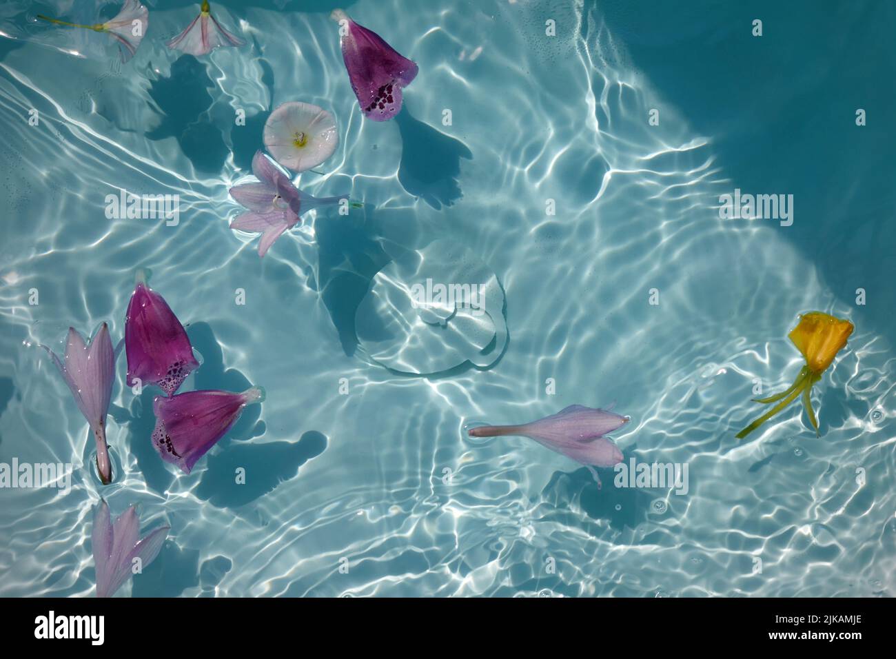 Top view of bath filled with flowers spa or selfcare concept Stock Photo