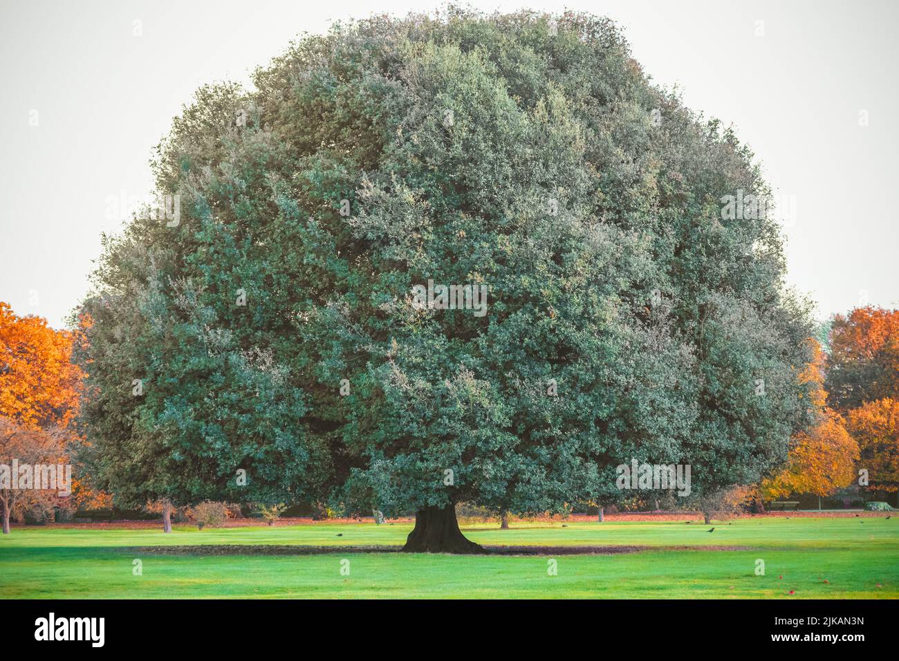 Big oak tree in Greenwich park, London Stock Photo