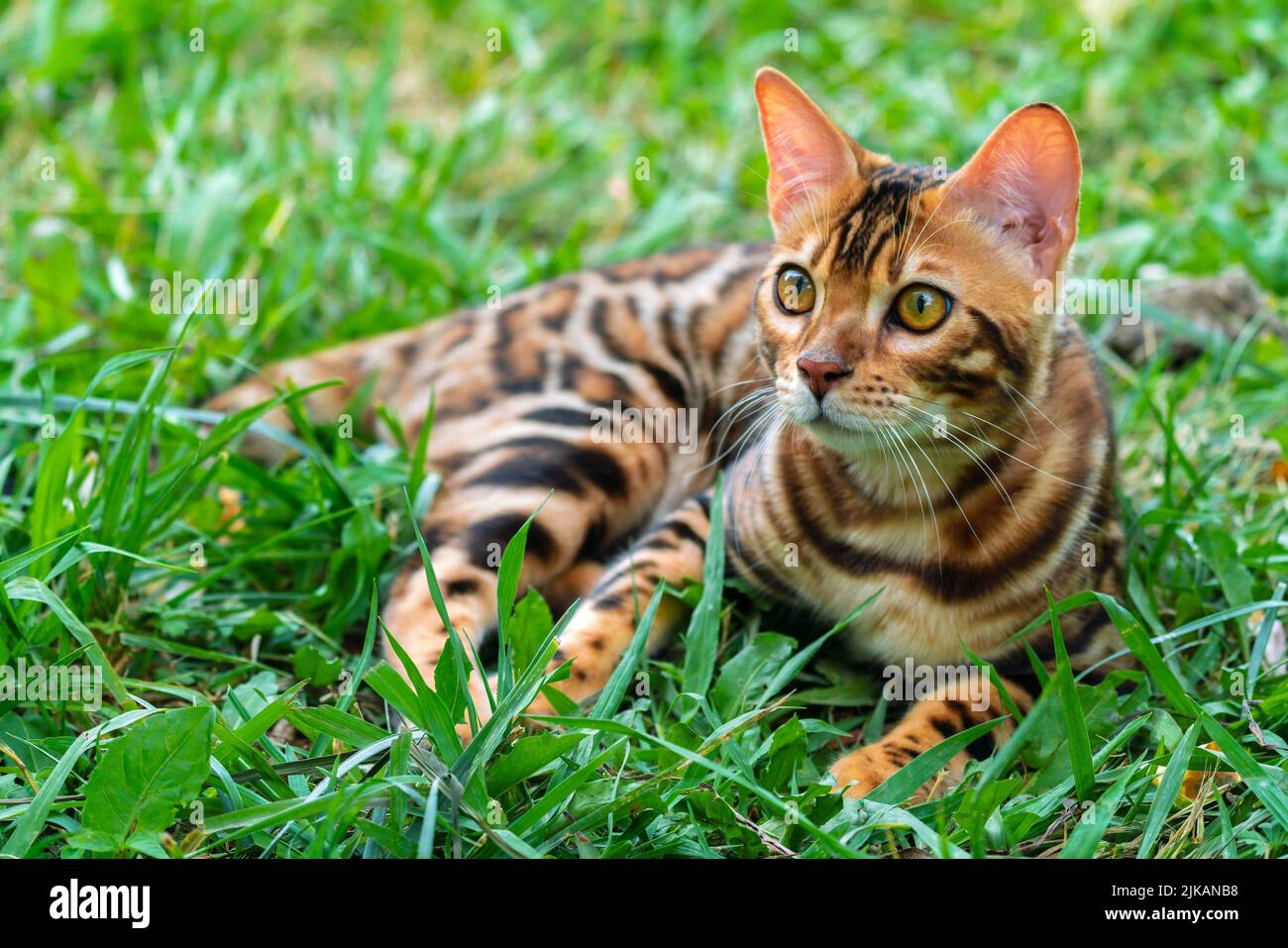 Beautiful young bengal cat in the garden Stock Photo