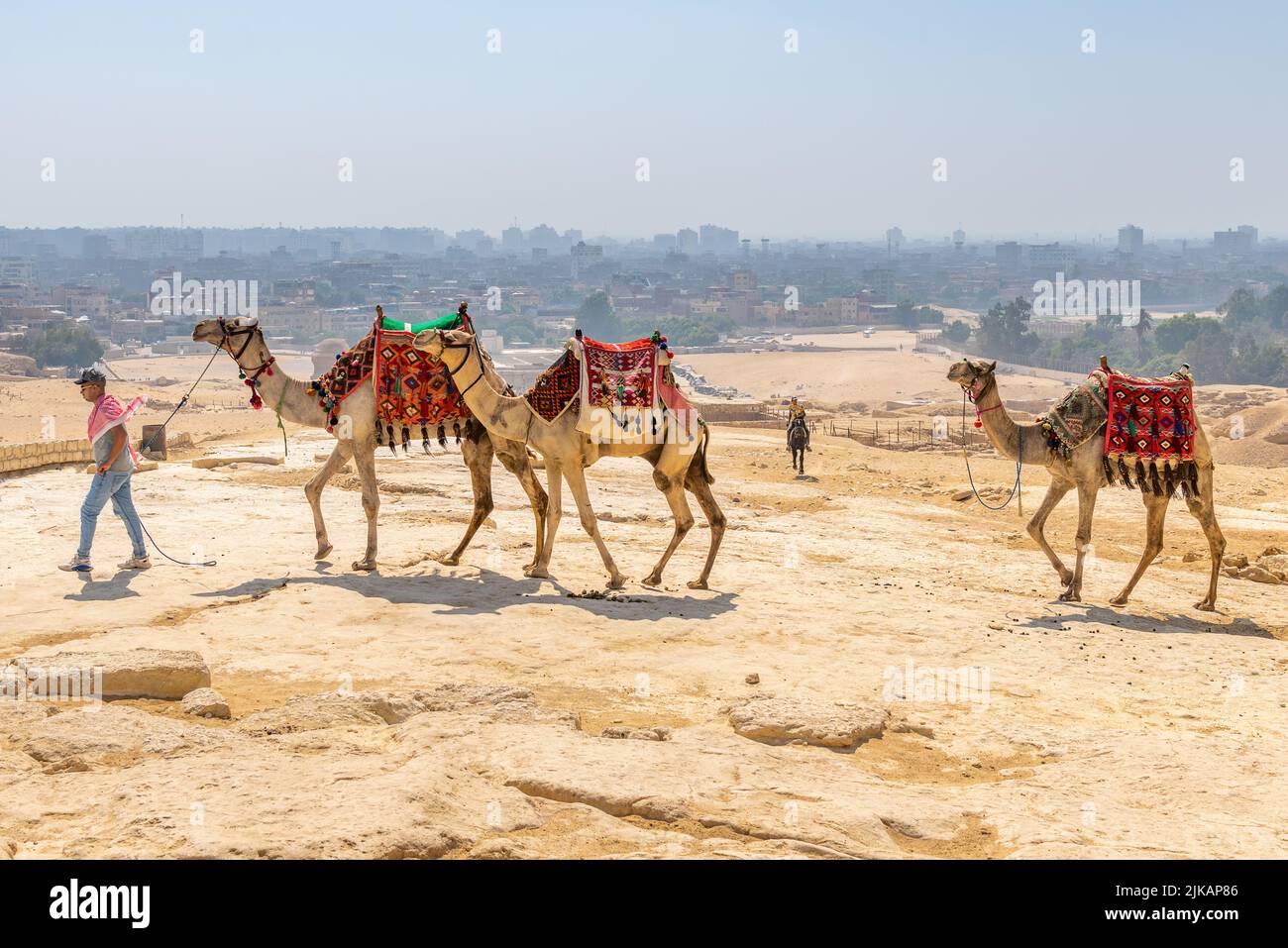 Giza, Egypt; July 27, 2022 - Camels and their owners at the Pyramids, Egypt Stock Photo