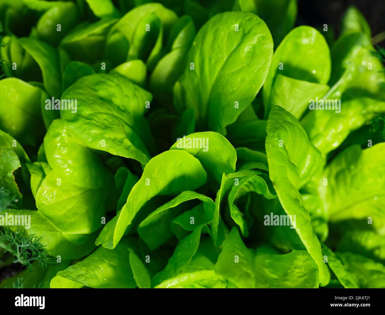 Garden lettuce plants growing in a vegetable garden. Close-up Stock Photo