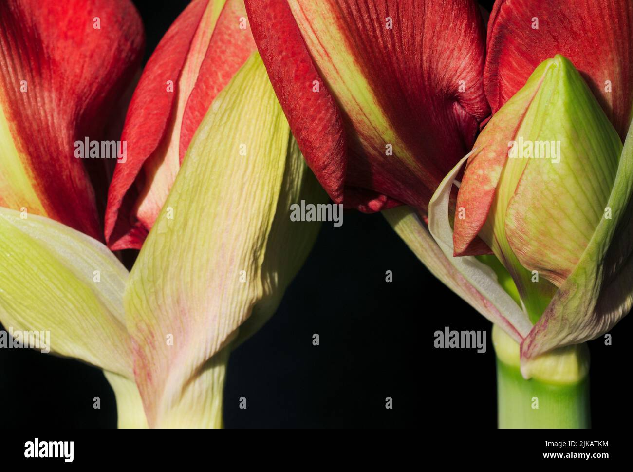 Amaryllis buds (Hippeastrum) Stock Photo