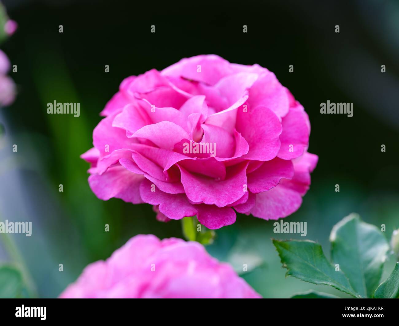 A beautiful pink rose blooming in nature. Close-up Stock Photo