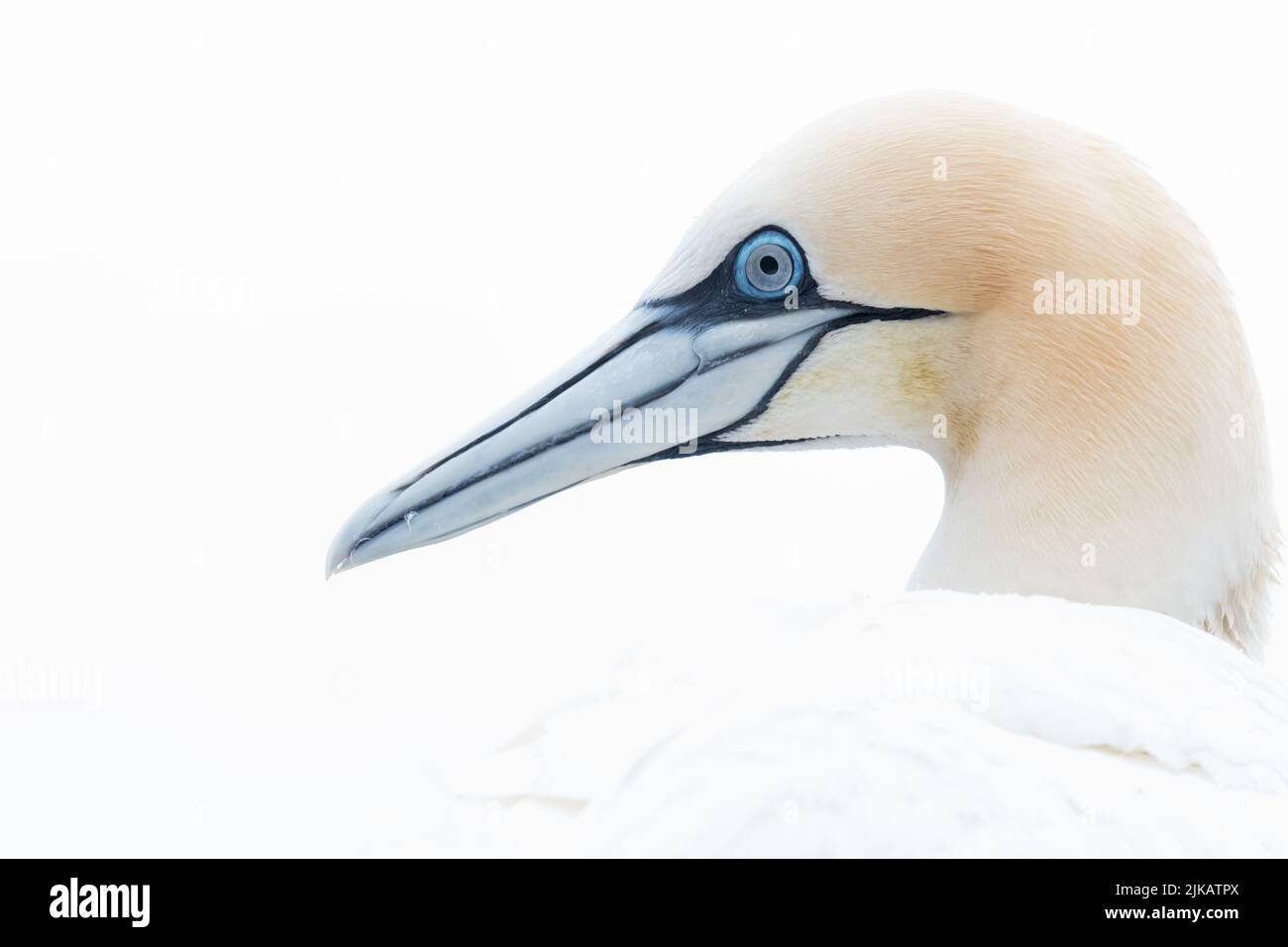 A high key portrait of a northern gannet , Ireland Stock Photo