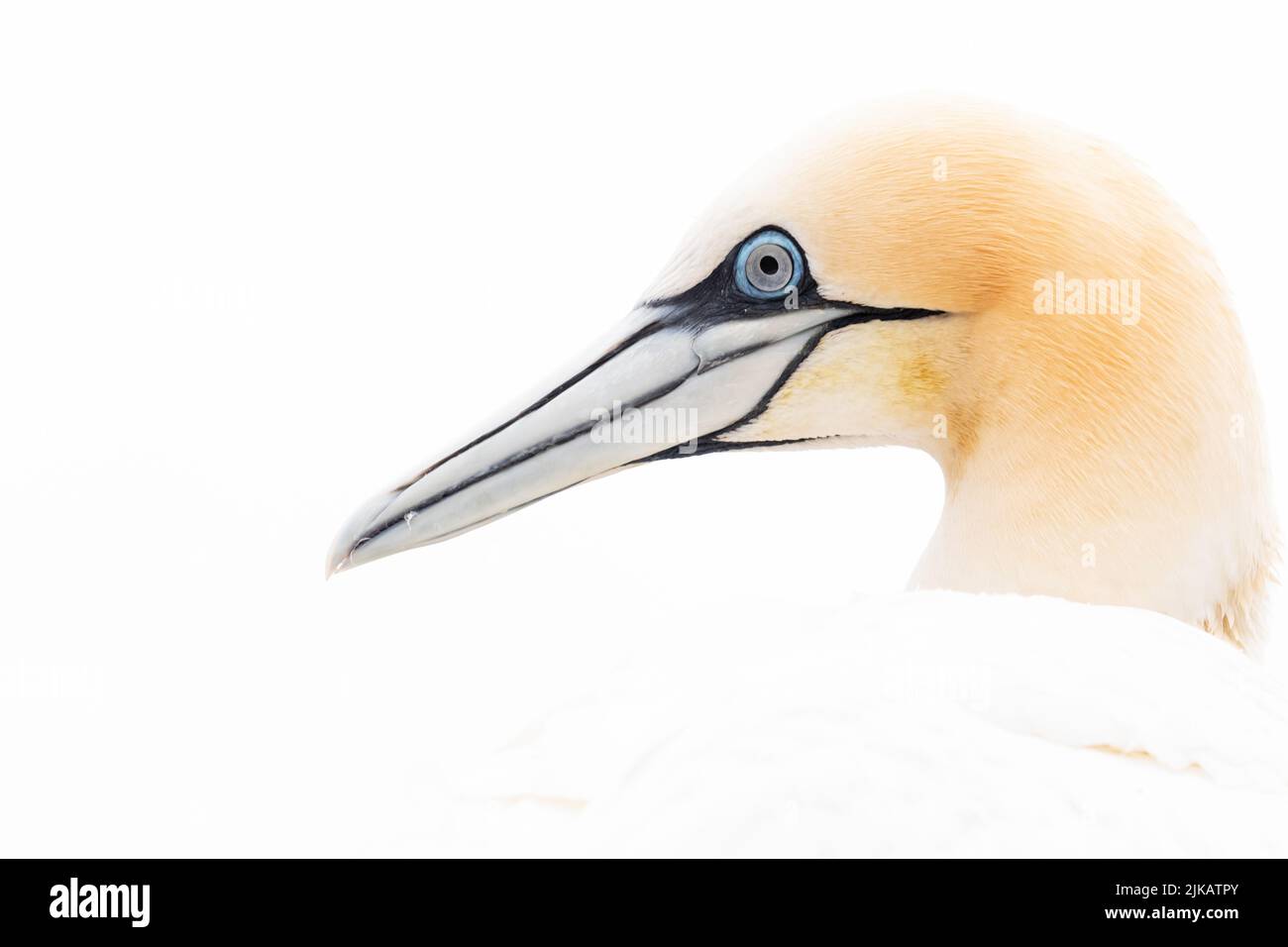 A high key portrait of a northern gannet , Ireland Stock Photo
