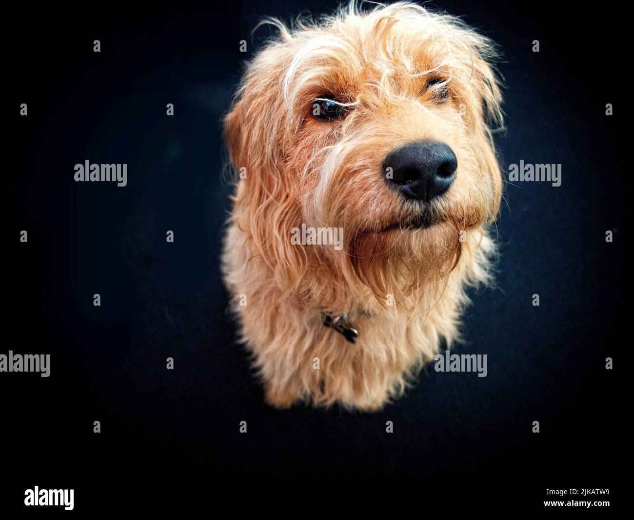 Labradoodle bog Stock Photo