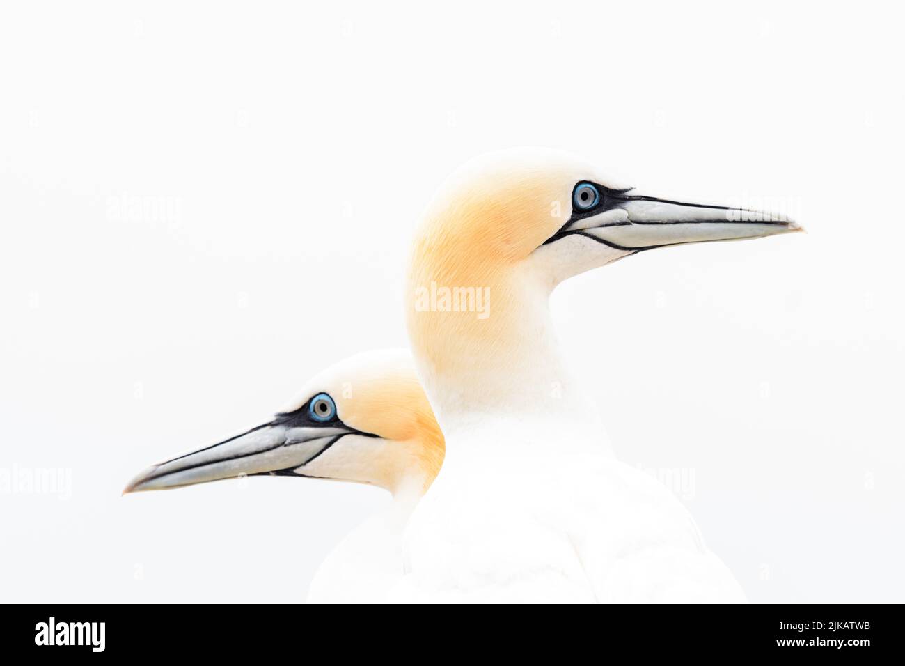 A high key portrait of two northern gannets , Ireland Stock Photo