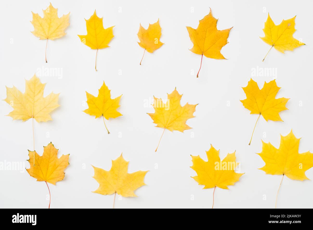 maple pattern autumn background yellow leaves Stock Photo - Alamy