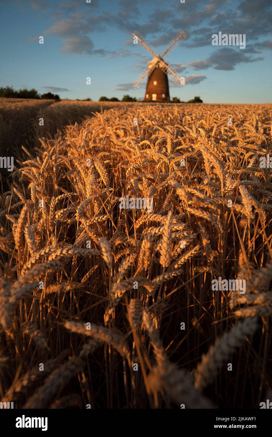 Thaxted, UK. 31st July, 2022. Thaxted Essex UK Wheat waiting for Harvest 31 July 2022 Wheat in the shadow of John Webbs 19th century Windmill in Thaxted north west Essex catching the last of the evening sunshine waiting to be harvested. Photograph by Credit: BRIAN HARRIS/Alamy Live News Stock Photo