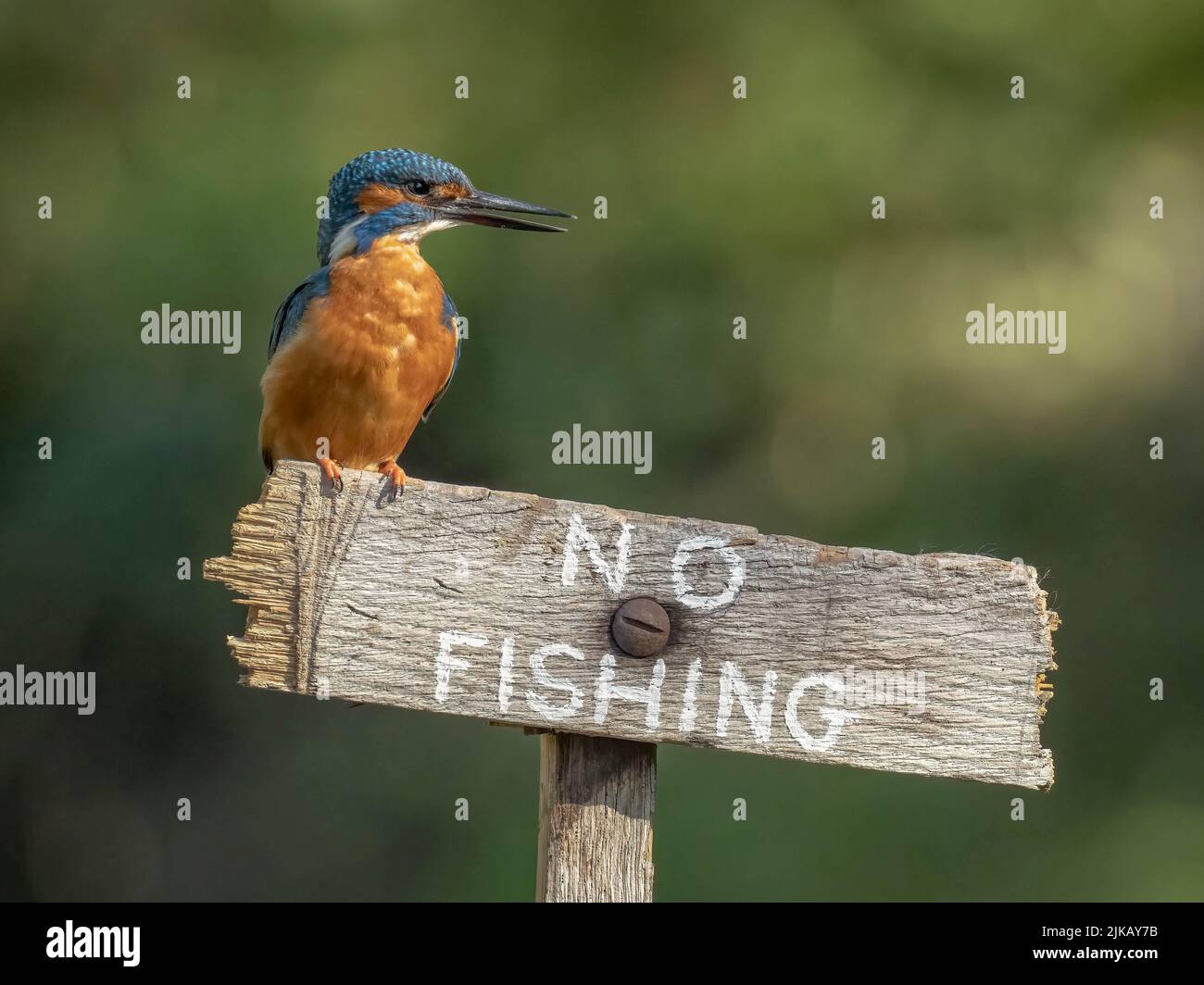 The kingfisher perched on a 'no fishing' sign. Dorset, UK: THIS CHEEKY kingfisher was spotted defying the rules, perching with his latest catch on a ? Stock Photo