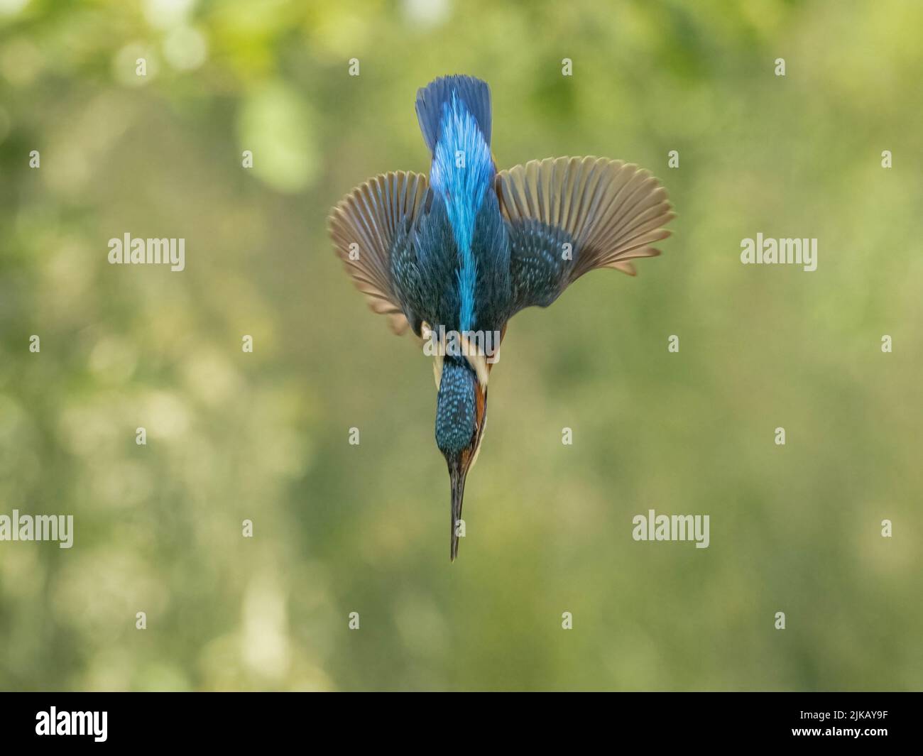 The iconic kingfisher dive. Dorset, UK: THIS CHEEKY kingfisher was spotted defying the rules, perching with his latest catch on a ?no fishing? sign. O Stock Photo