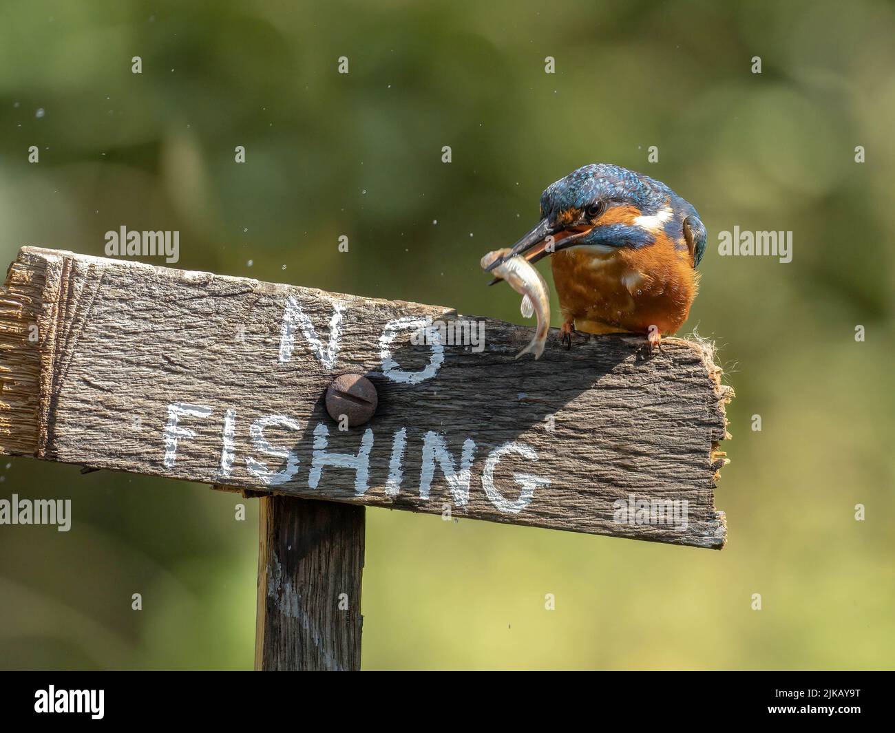 The kingfisher defies the rules, snapping up a fish. Dorset, UK: THIS CHEEKY kingfisher was spotted defying the rules, perching with his latest catch Stock Photo