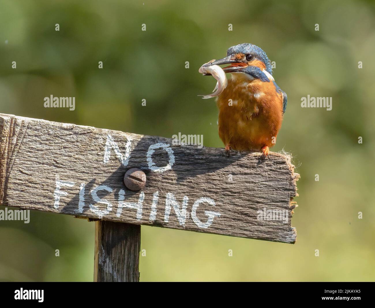 A comical shot as the kingfisher defies the sign. Dorset, UK: THIS CHEEKY kingfisher was spotted defying the rules, perching with his latest catch on Stock Photo