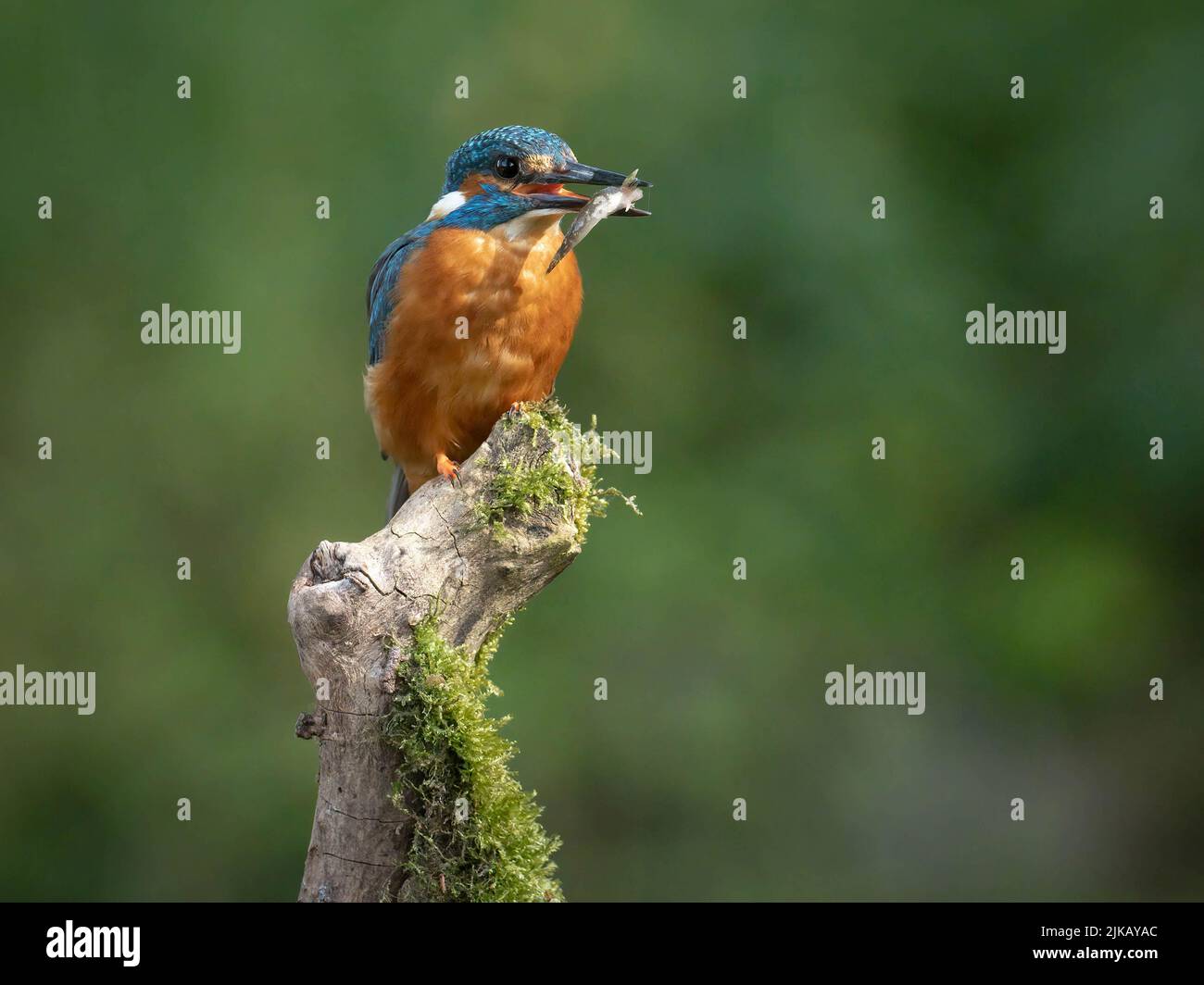 A successful catch for this kingfisher. Dorset, UK: THIS CHEEKY kingfisher was spotted defying the rules, perching with his latest catch on a ?no fish Stock Photo