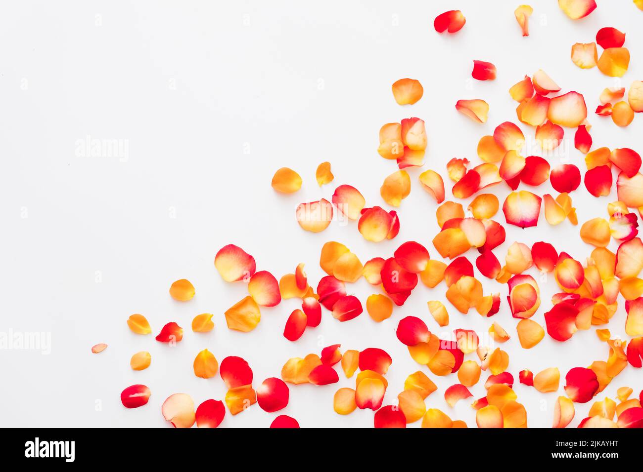 flower festival red rose petals white background Stock Photo Alamy